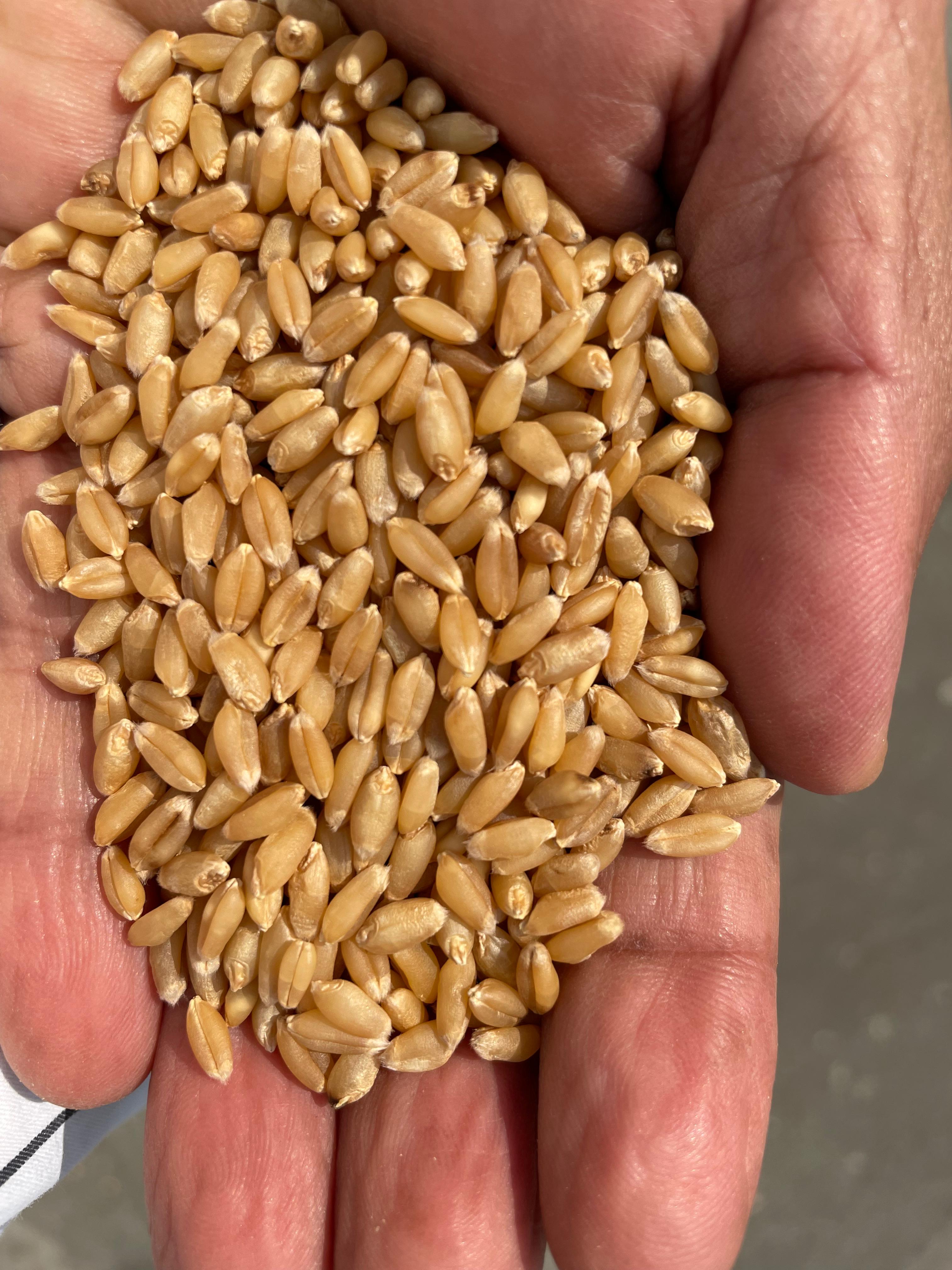 Wheat Crop Demonstration